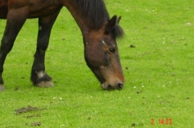 Cavall_Pastura