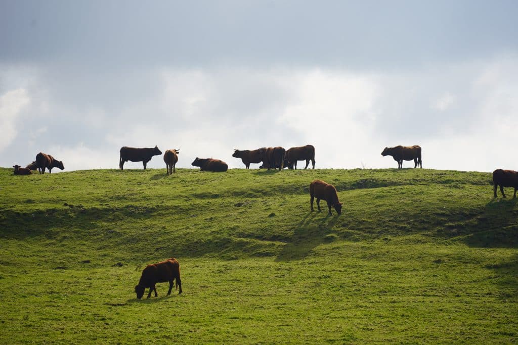 Group of brown cows grazing on a green hillside meadow