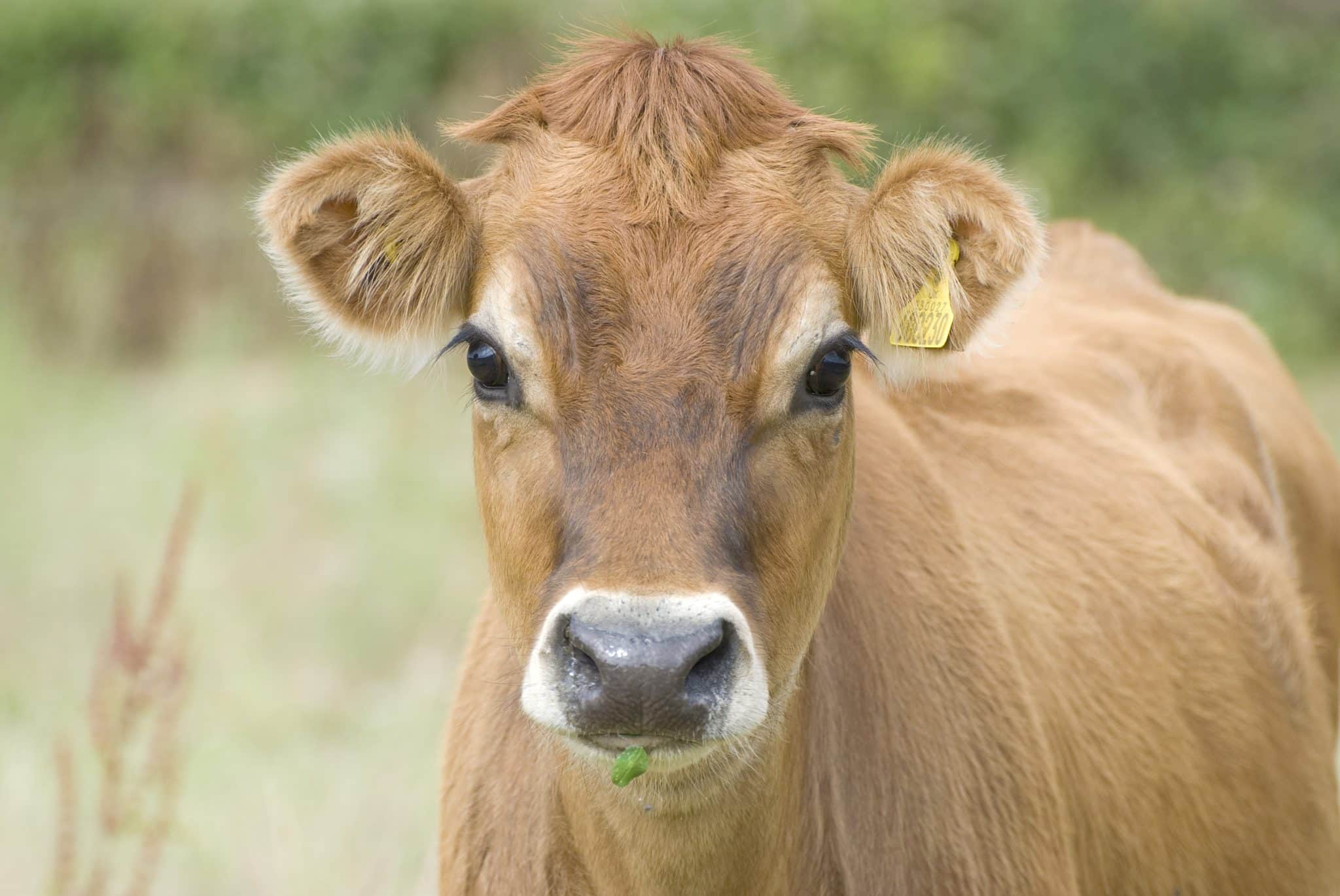The Jersey cow.