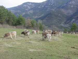 Vaques_ramat_muntanya