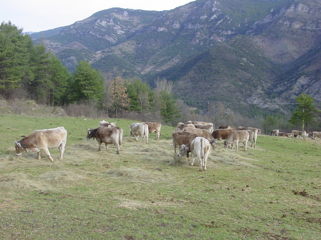 Vaques_ramat_muntanya